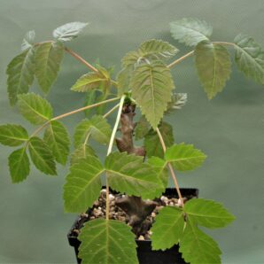beiselia-mexicana-bizarre-branches-mexico-1