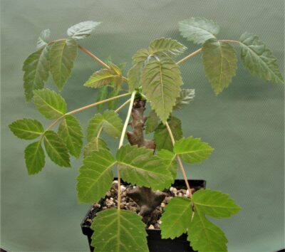 beiselia-mexicana-bizarre-branches-mexico-1