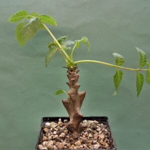 beiselia-mexicana-bizarre-branches-mexico-2