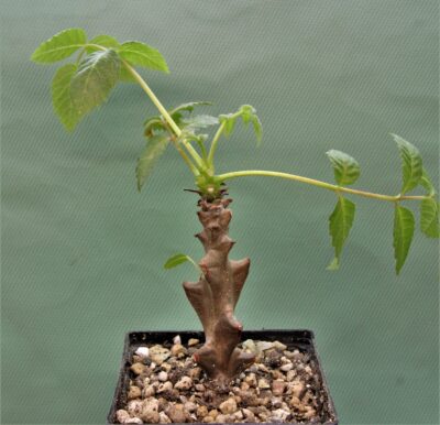 beiselia-mexicana-bizarre-branches-mexico-2