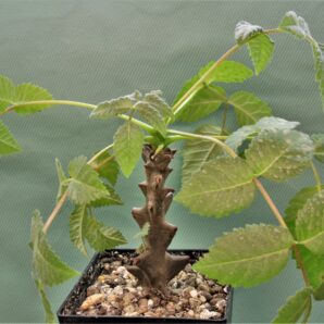 beiselia-mexicana-bizarre-branches-mexico-3
