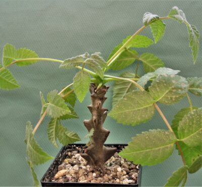 beiselia-mexicana-bizarre-branches-mexico-3