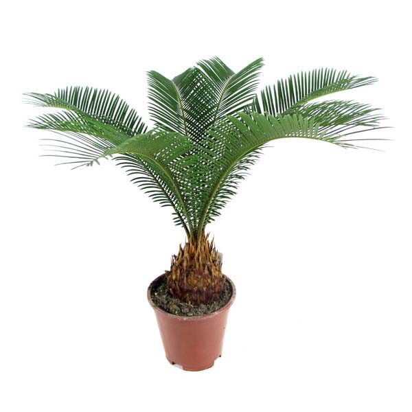 GreenHouseKiev