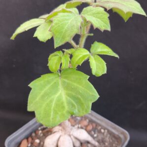 Cyphostemma woodii