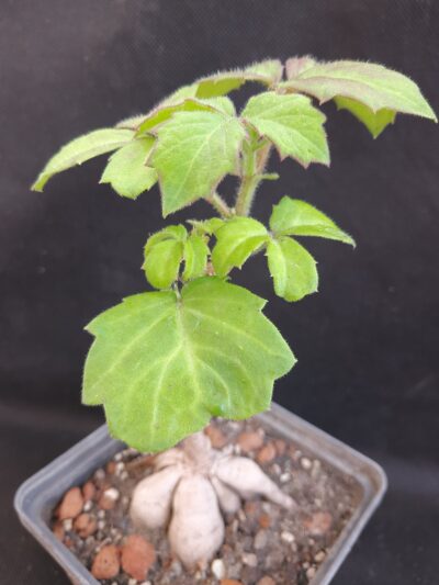 Cyphostemma woodii