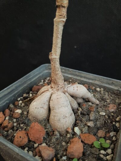 Cyphostemma woodii - Зображення 2