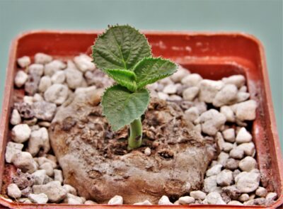 dorstenia-aff.-buchananii-tanzania-1.