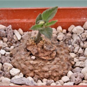 dorstenia-aff.-buchananii-tanzania-2