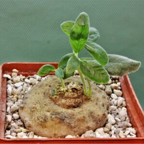 dorstenia-benguellensis.-tanzania-njombe-prov.-1