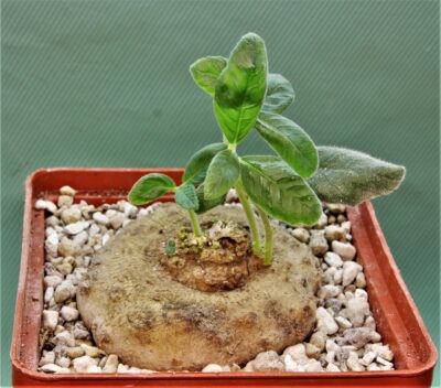 dorstenia-benguellensis.-tanzania-njombe-prov.-1