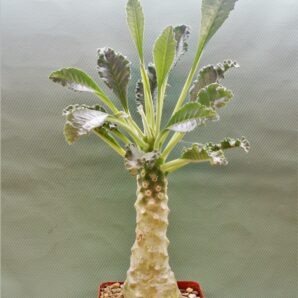dorstenia-lavrani-1