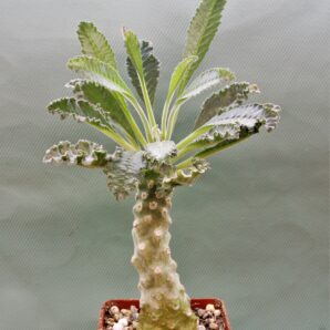 dorstenia-lavrani-2