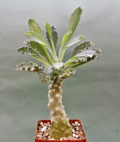 dorstenia-lavrani-2