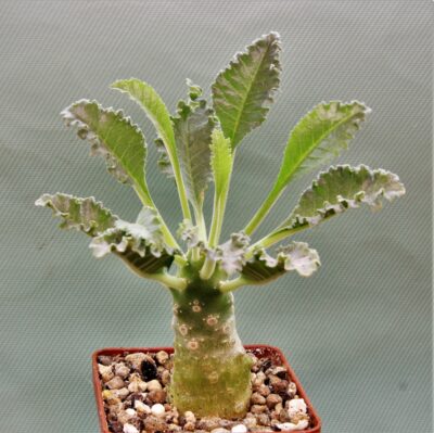 dorstenia-lavrani-4