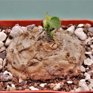 dorstenia-psilurus-karonga-malawi-1