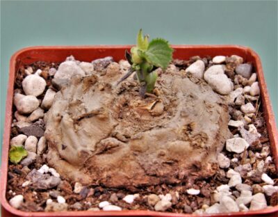dorstenia-psilurus-karonga-malawi-1