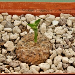 dorstenia-sp.-nova-aff.-benguellensis