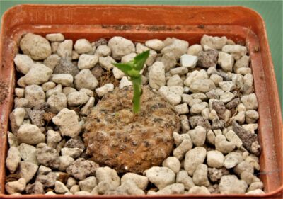 dorstenia-sp.-nova-aff.-benguellensis