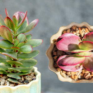 Crassula Platyphylla Variegated