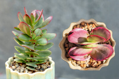 Crassula Platyphylla Variegated