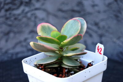 Crassula Platyphylla Variegated - Зображення 6