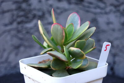 Crassula Platyphylla Variegated - Зображення 5