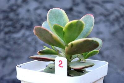 Crassula Platyphylla Variegated - Зображення 4