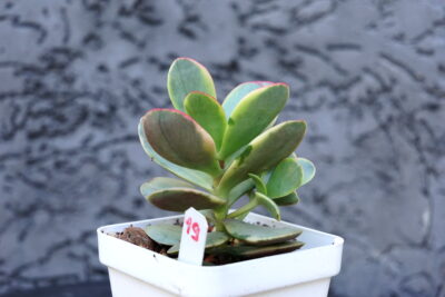 Crassula Platyphylla Variegated - Зображення 3