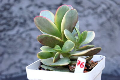 Crassula Platyphylla Variegated - Зображення 2