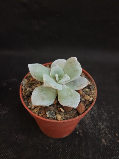 Echeveria Crispate Beauty - Зображення 2