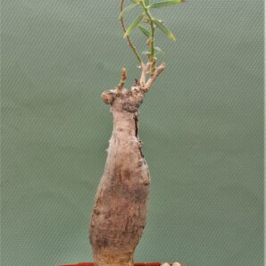 euphorbia-bongensis-e-mbeya-tanzania