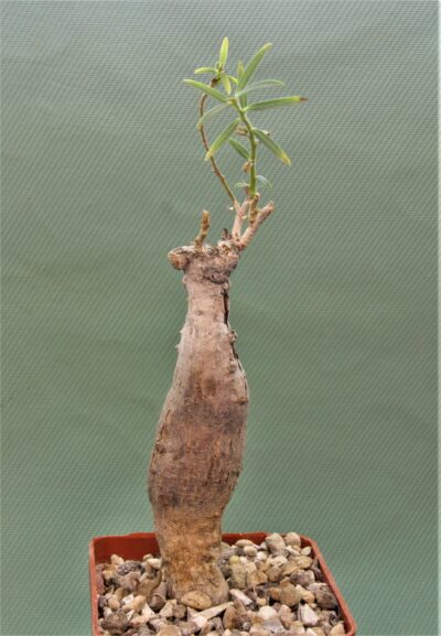 euphorbia-bongensis-e-mbeya-tanzania