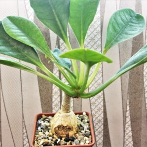 euphorbia-ramena.-madagascar