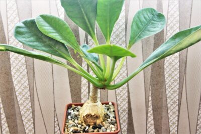 euphorbia-ramena.-madagascar