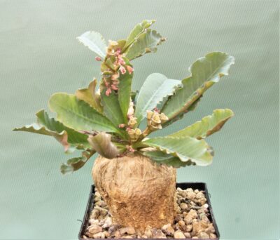 euphorbia-subapoda-madagascar - Зображення 2