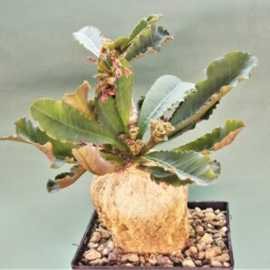 euphorbia-subapoda-madagascar