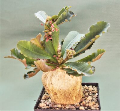 euphorbia-subapoda-madagascar