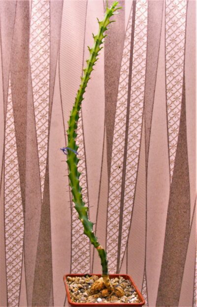 euphorbia-vandermerwei-knuthii-type-mozambigum-1