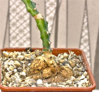 euphorbia-vandermerwei-knuthii-type-mozambigum-1 - Зображення 2