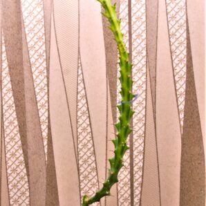 euphorbia-vandermerwei-knuthii-type-mozambigum-2