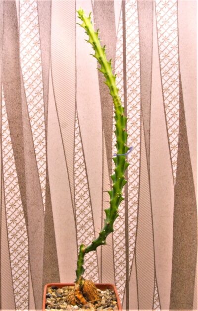 euphorbia-vandermerwei-knuthii-type-mozambigum-2