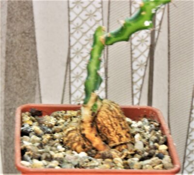 euphorbia-vandermerwei-knuthii-type-mozambigum-2 - Зображення 2