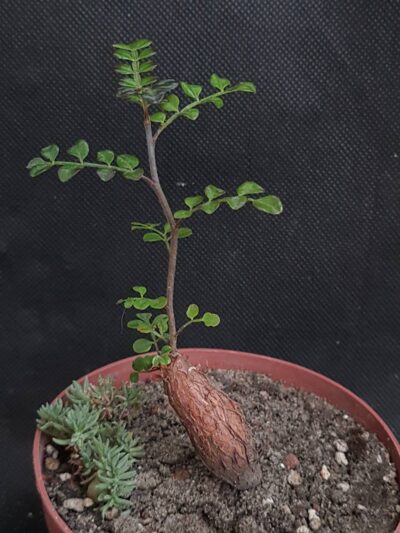 Operculicarya decaryi