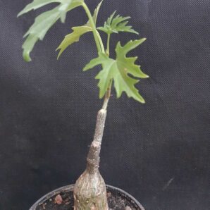 Cissus tuberosa