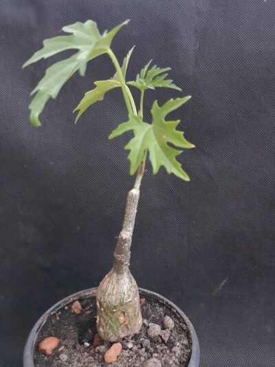 Cissus tuberosa