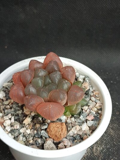 Haworthia cooperi obtusa