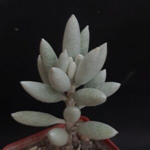 Senecio haworthii
