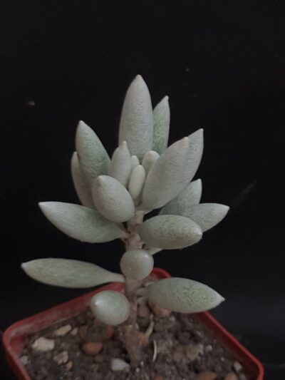 Senecio haworthii
