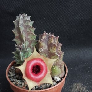 Huernia insigniflora