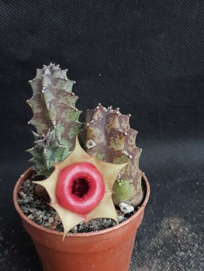 Huernia insigniflora